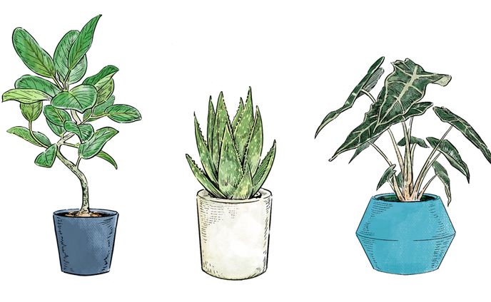 PLANTS | 植物/花