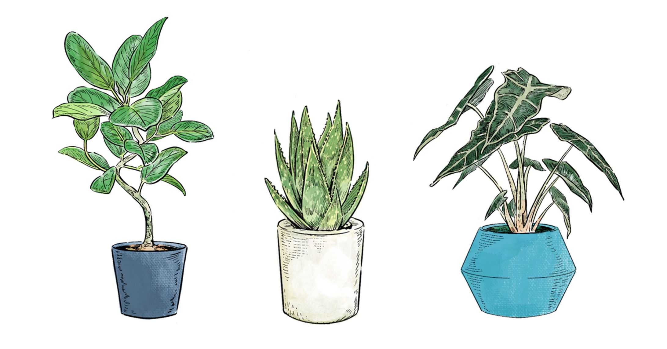 PLANTS | 植物/花-1