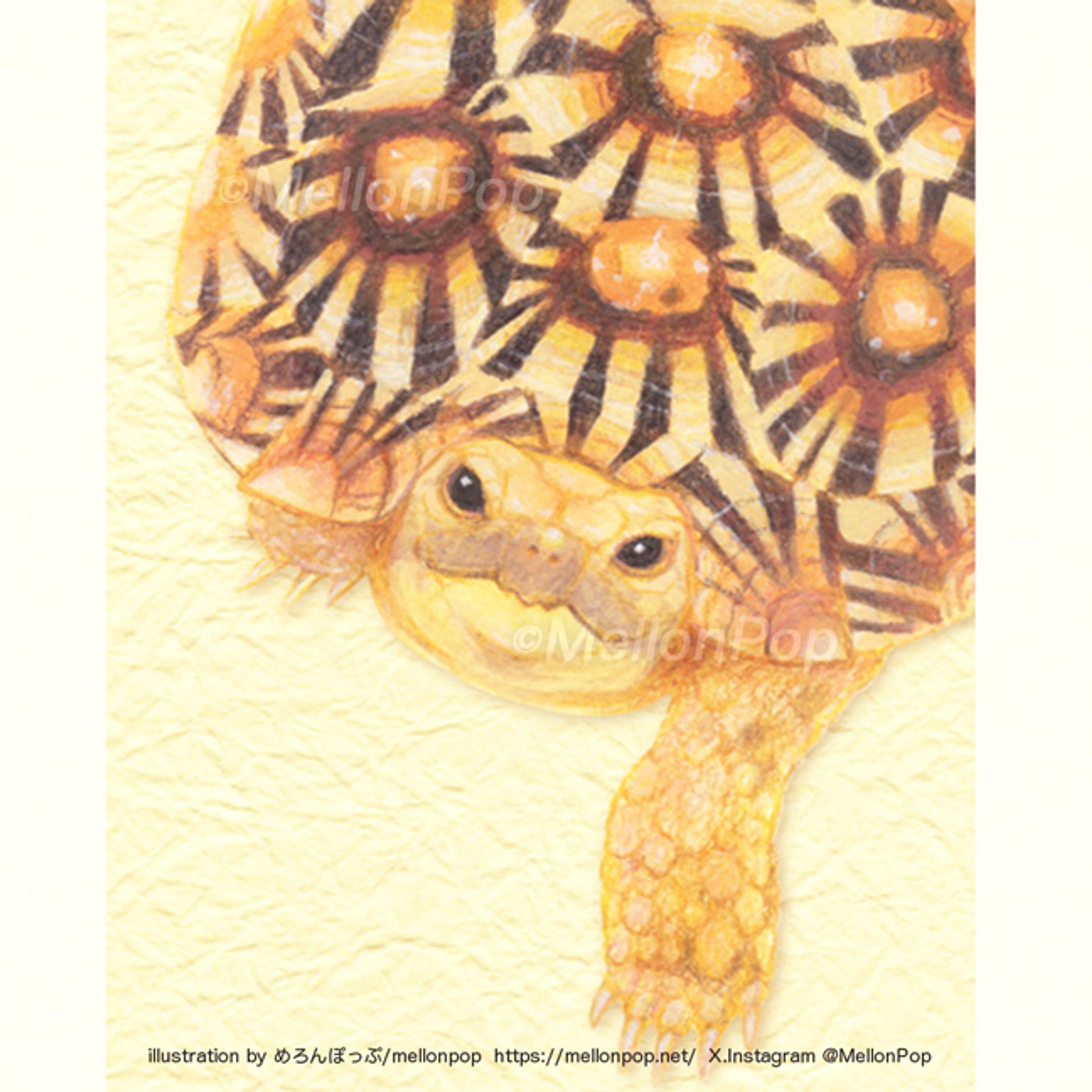 輝きとパンケーキガメ-1