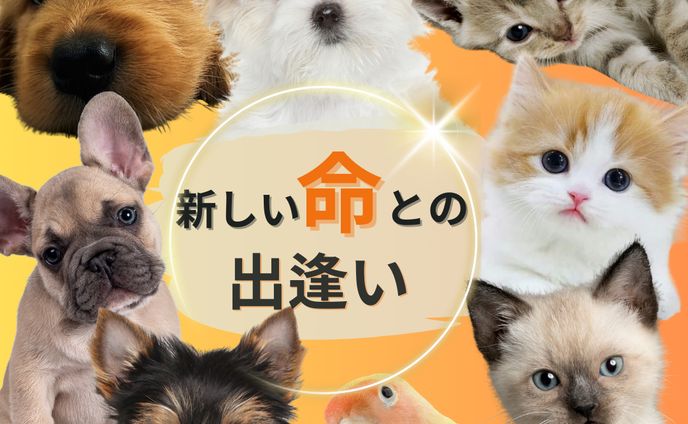 petshop広告