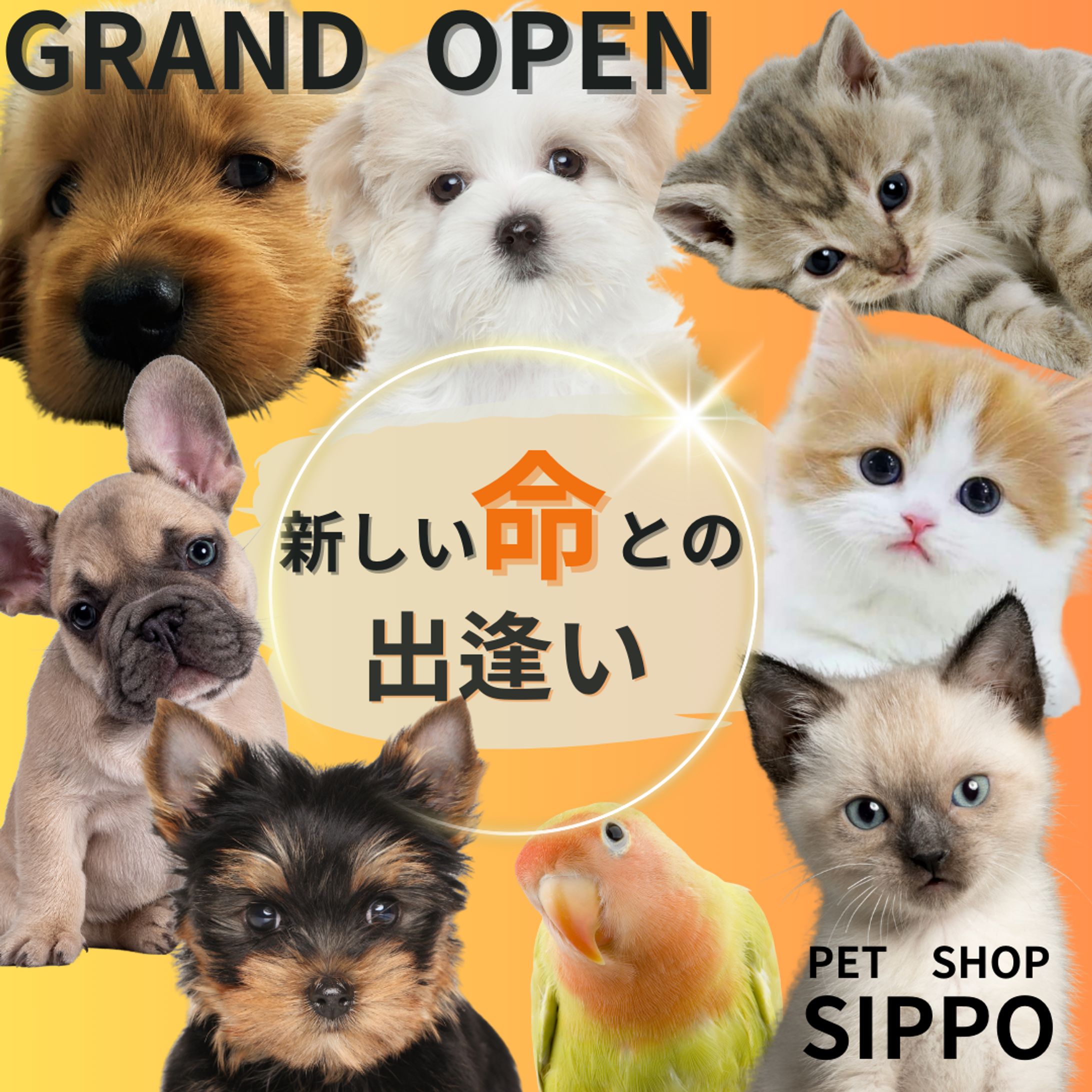 petshop広告-1