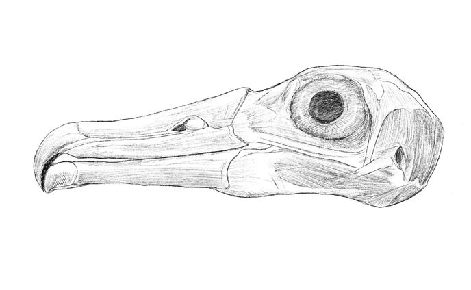 クロアシアホウドリ解剖図