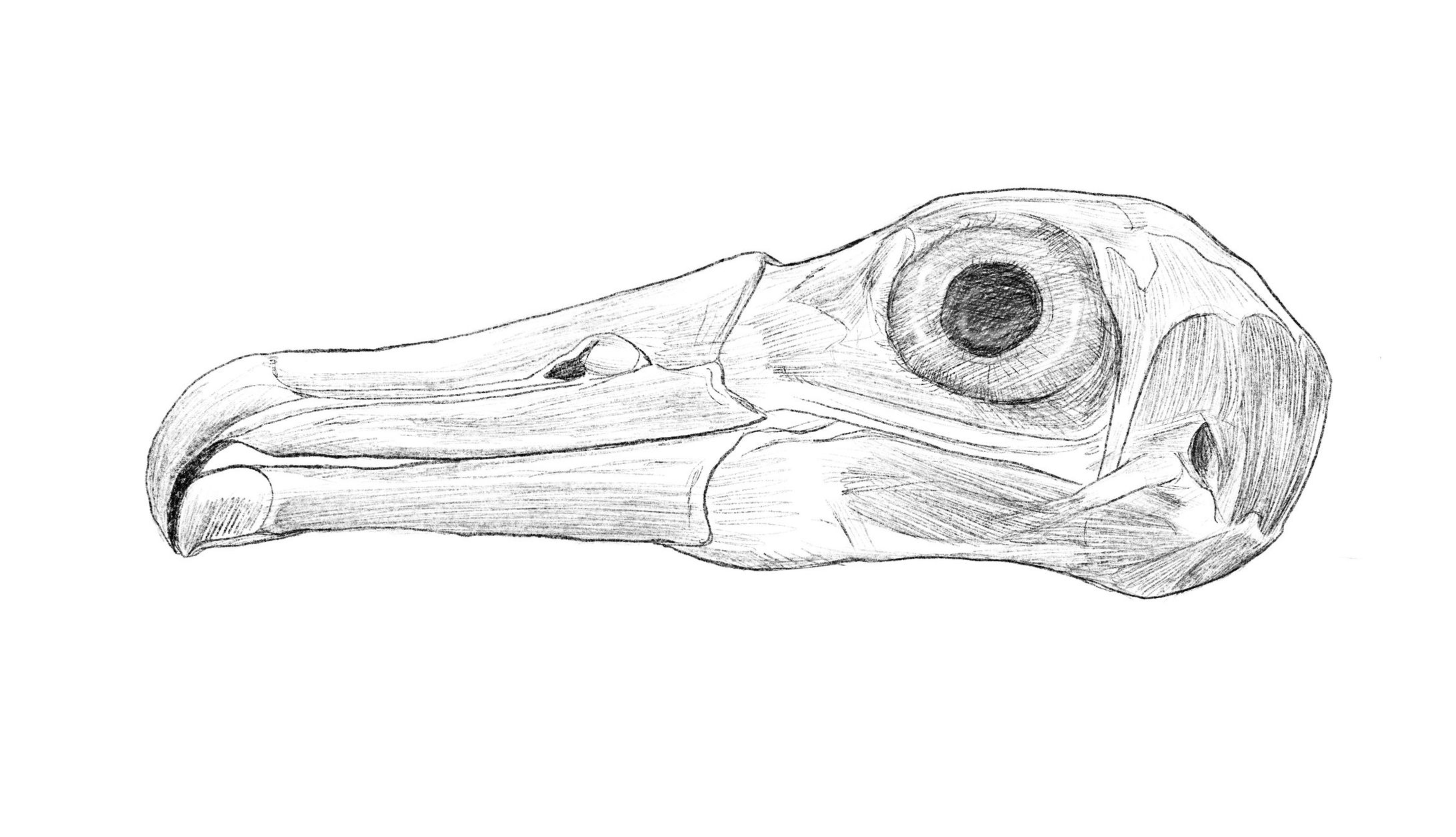 クロアシアホウドリ解剖図-1