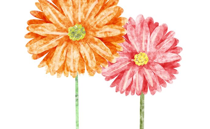 花　ガーベラ　(2022.12.11)