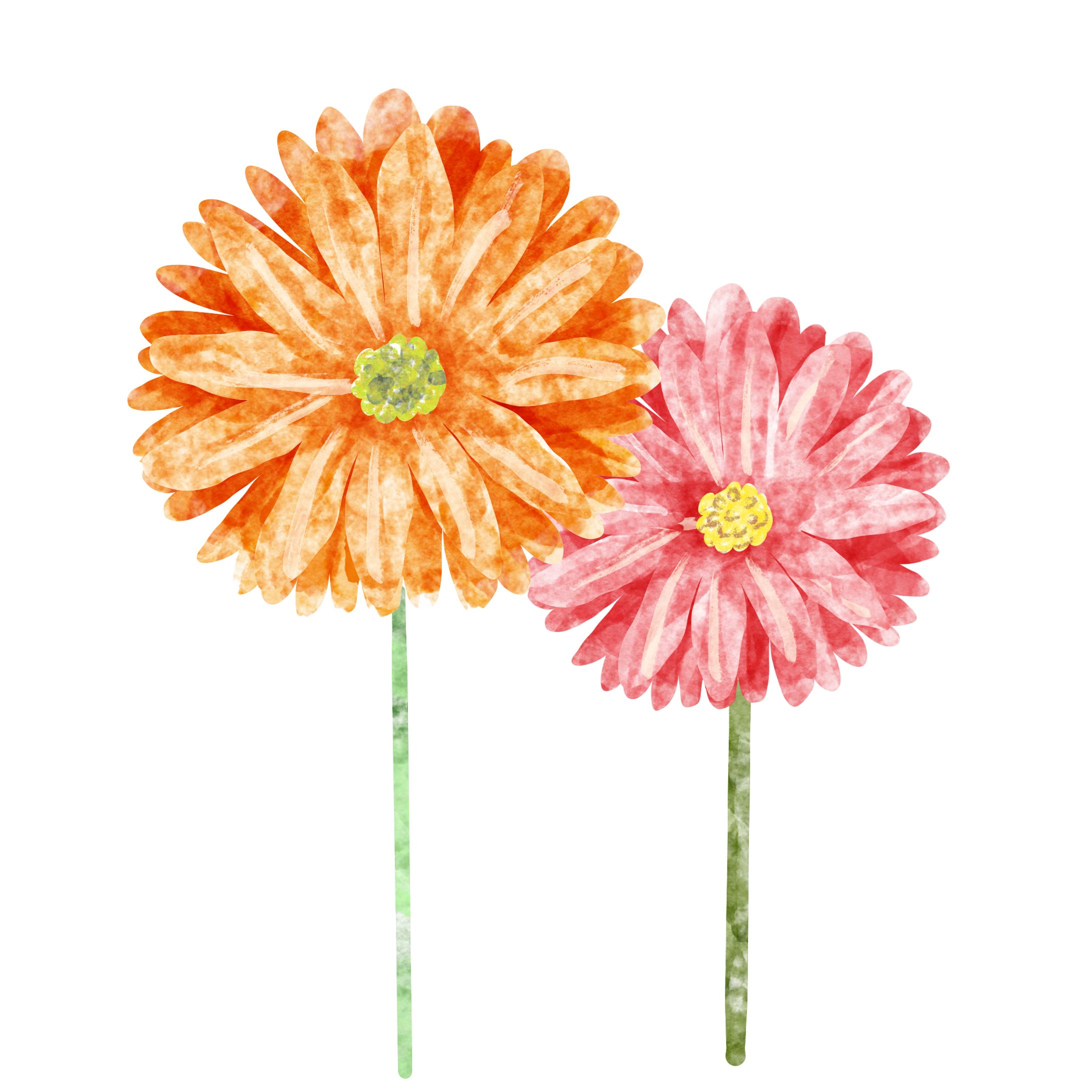 花　ガーベラ　(2022.12.11)-1