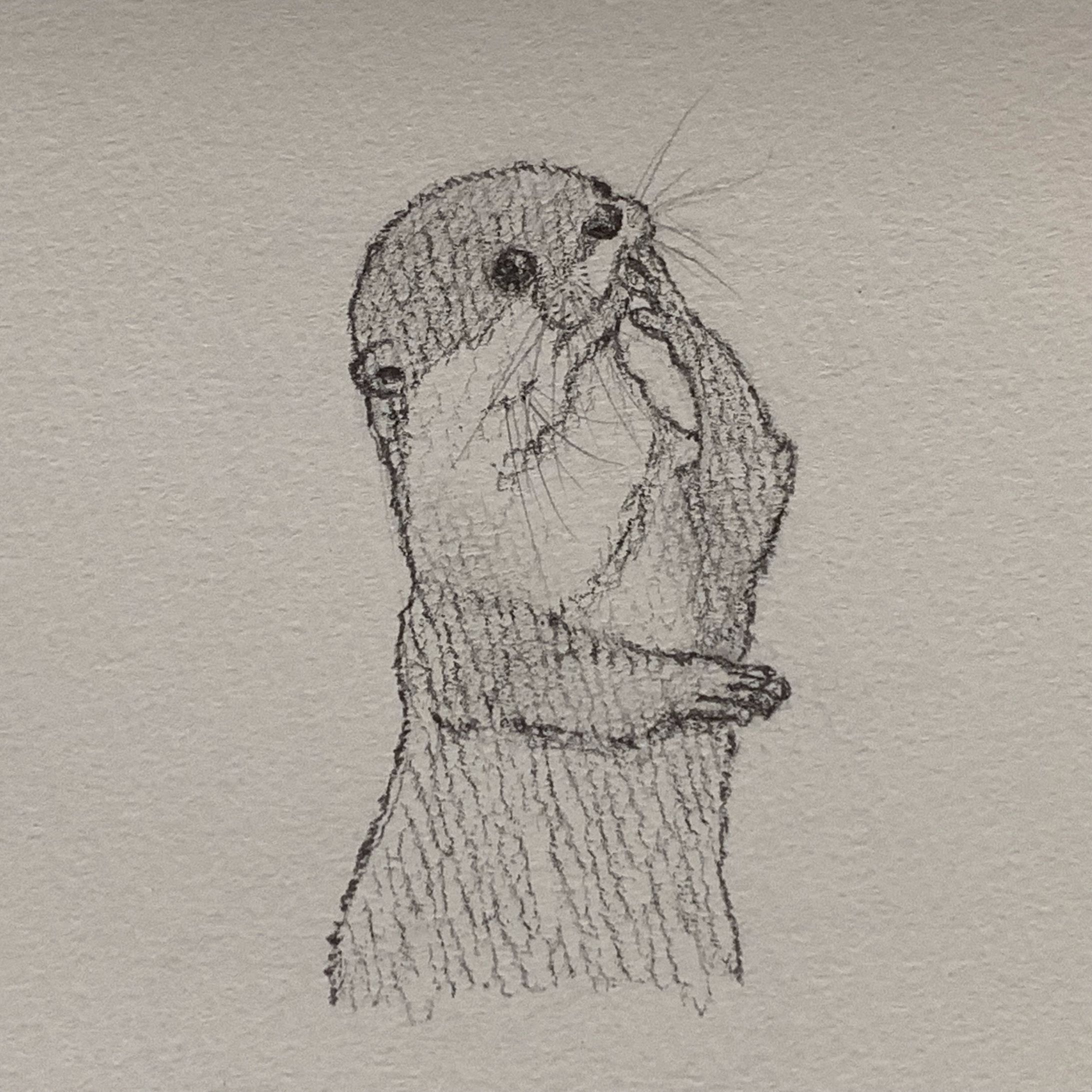 イラスト_鉛筆画_生き物-1
