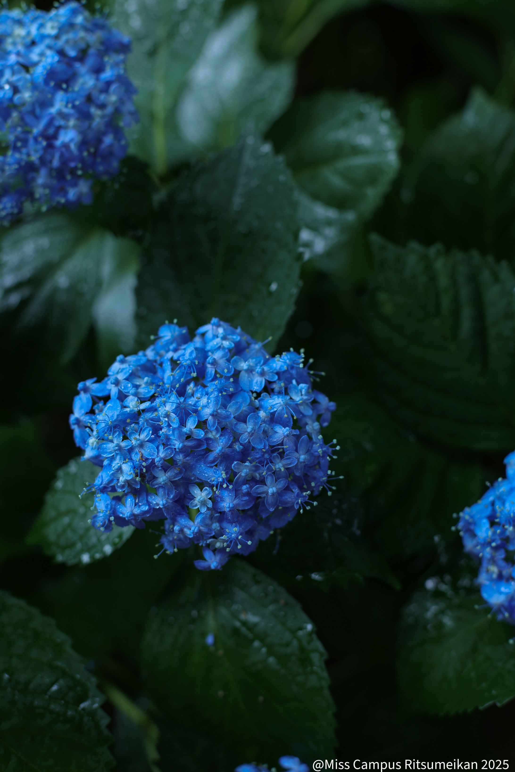 ポートレート -瑞々しい--1