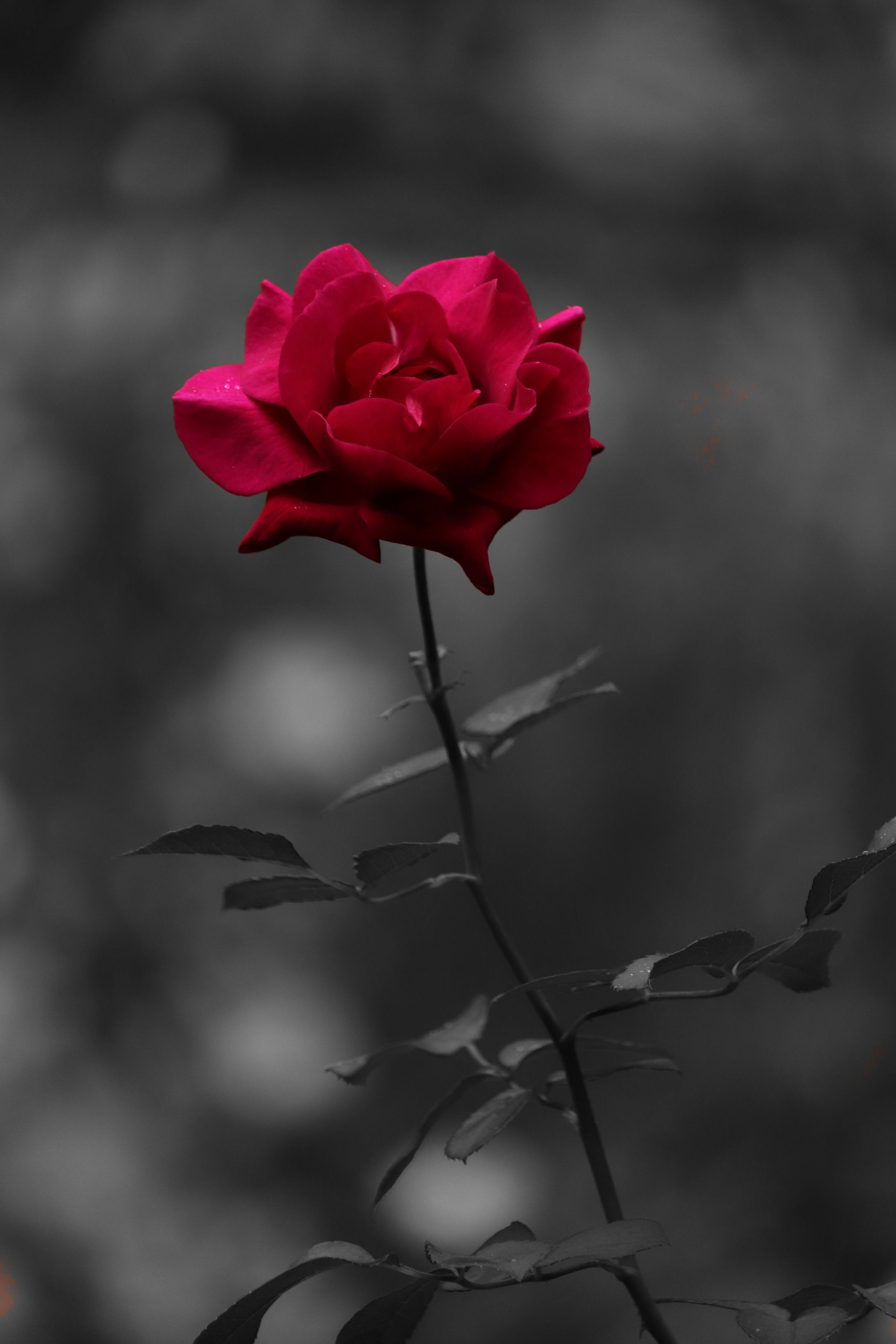Flowre and tree-1