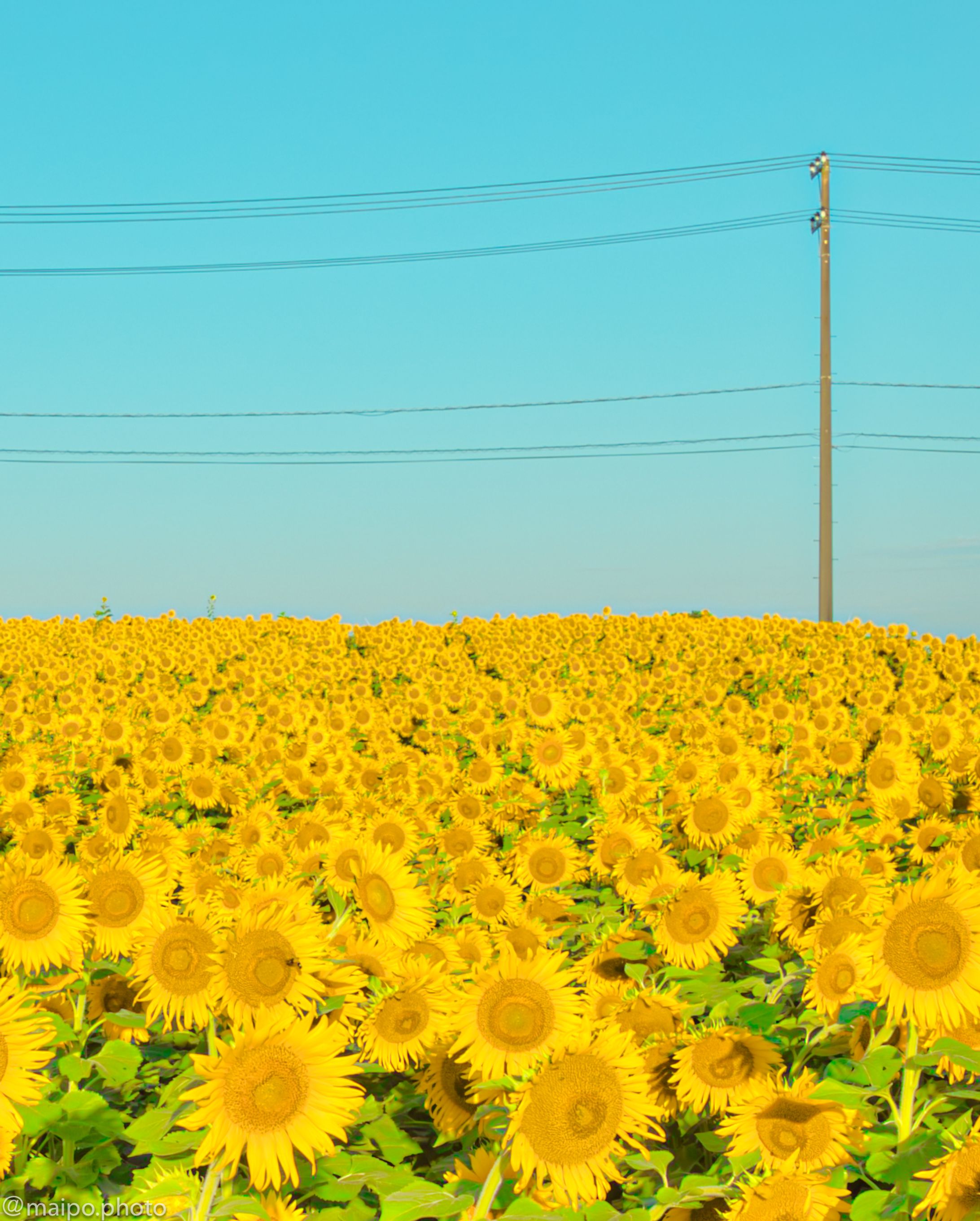 sun flower-1