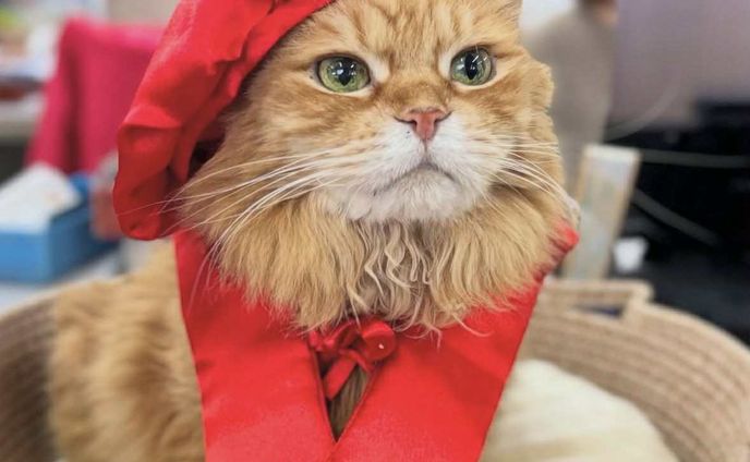 猫が副社長を務める会社　ボロボロの状態で保護された日から11年…チャトランが還暦を迎えたよ！社員一同に祝福されてご満悦♪