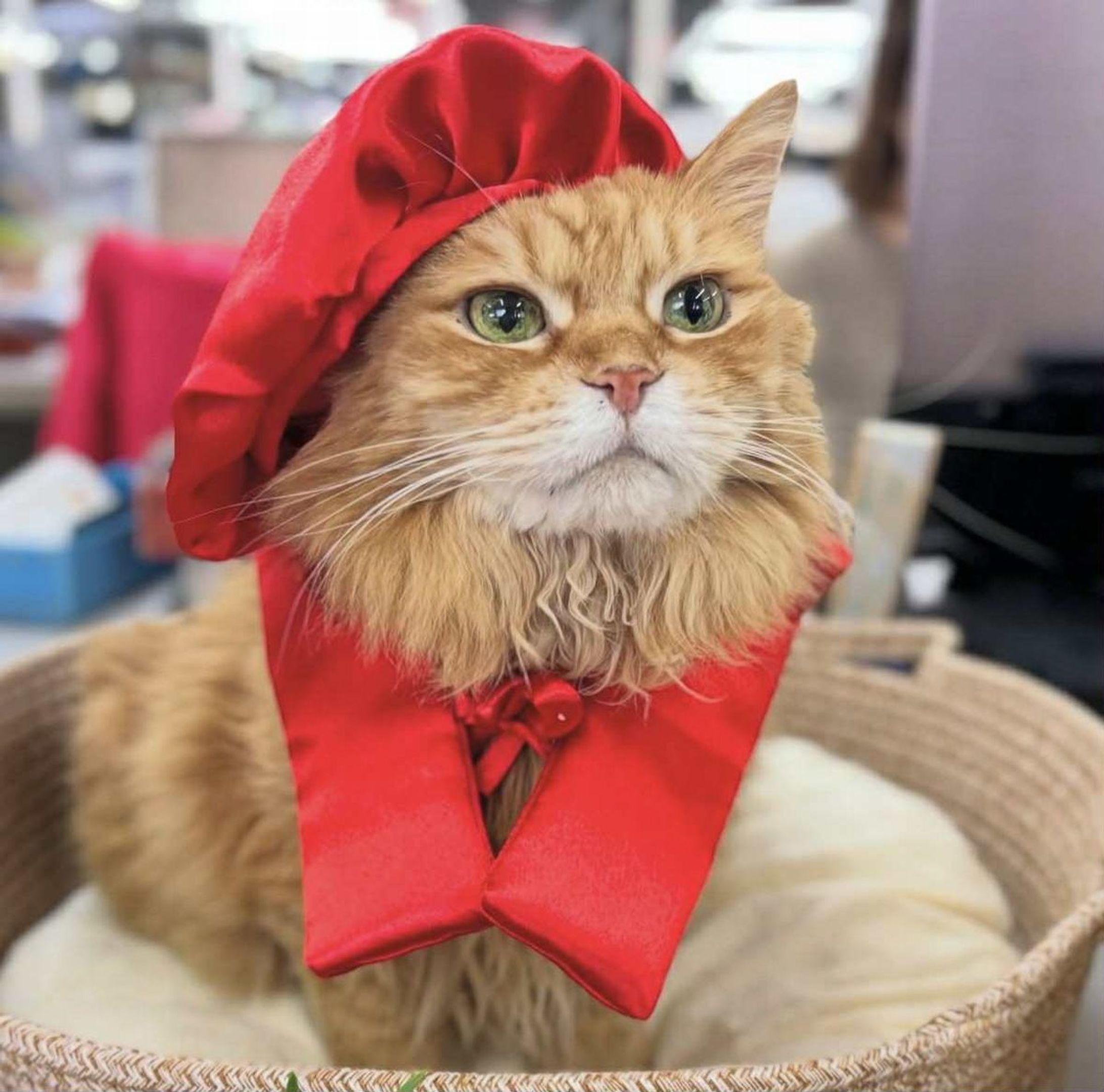 猫が副社長を務める会社　ボロボロの状態で保護された日から11年…チャトランが還暦を迎えたよ！社員一同に祝福されてご満悦♪-1