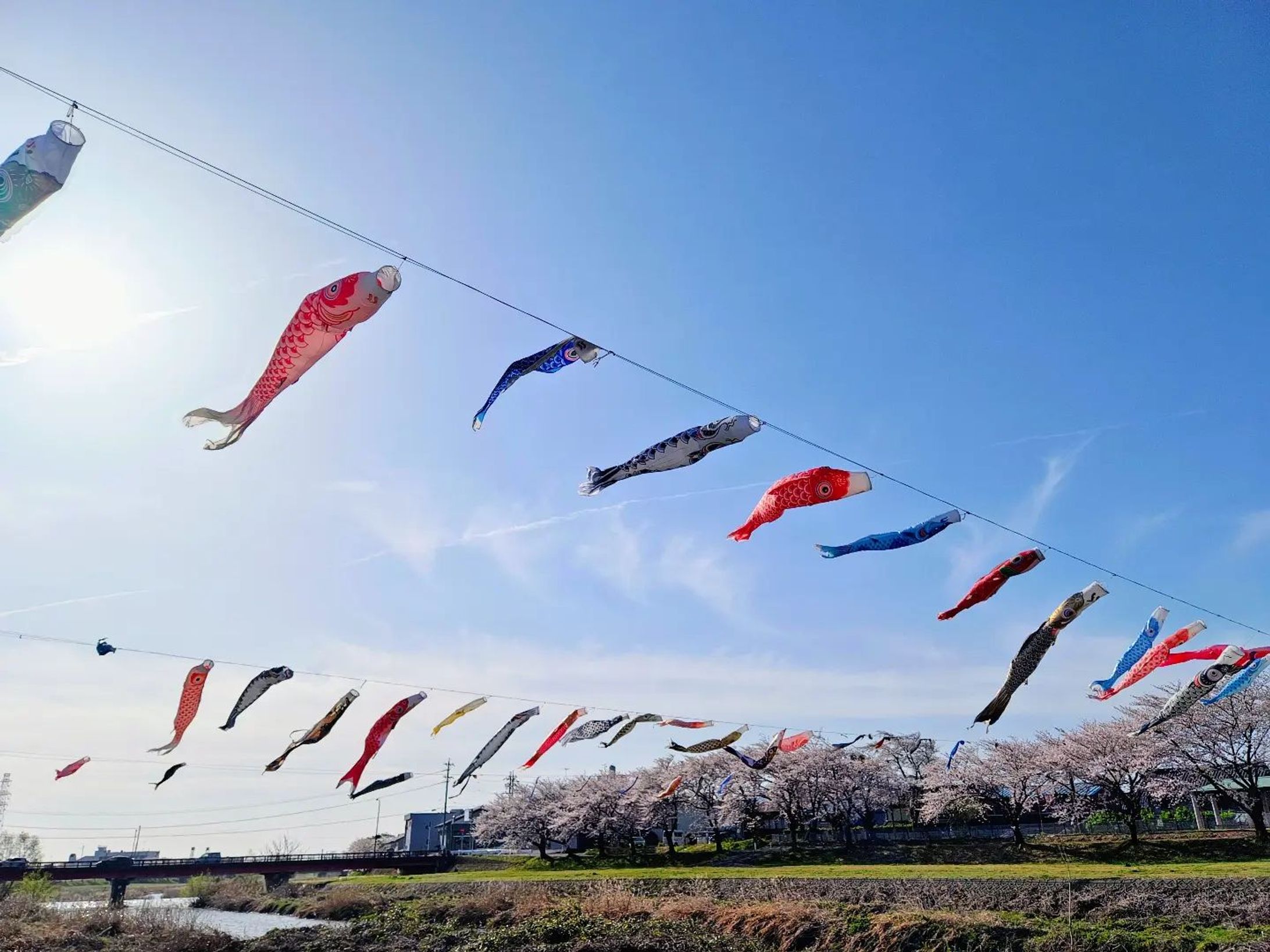 相川の鯉のぼりと桜🎏
いい泳ぎっぷり！
仕事中で寄れなかったけどカフェの場所がわかったので今度行こうと思います☕🍛
#相川#相川水辺公園#鯉のぼり#桜#花見-1