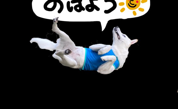 愛犬のラインスタンプ 作成/友人依頼