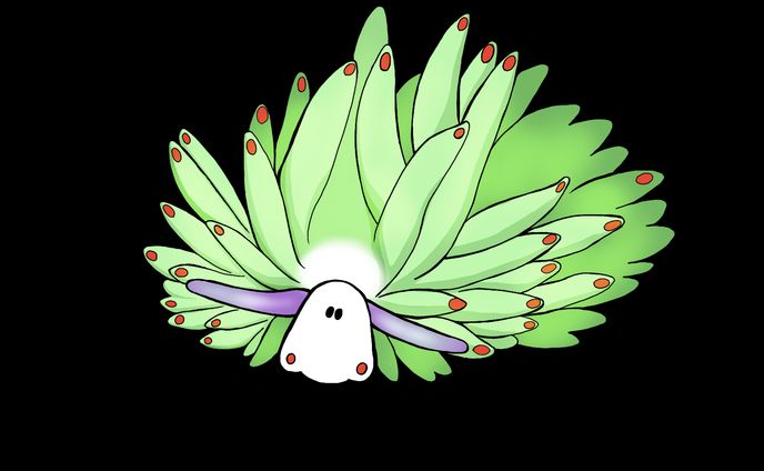 テングモウミウシ