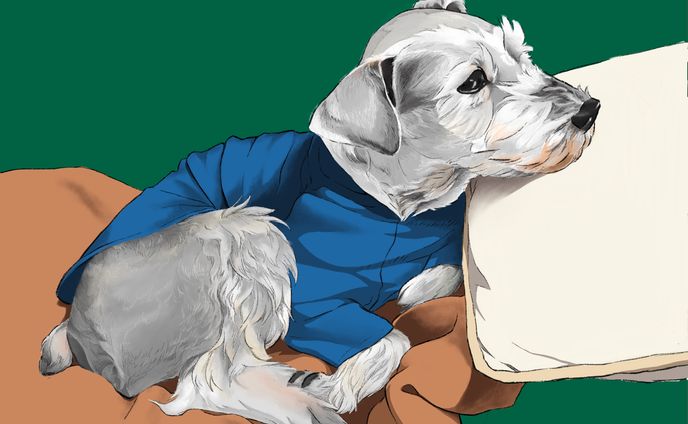 シュナウザーの微睡み