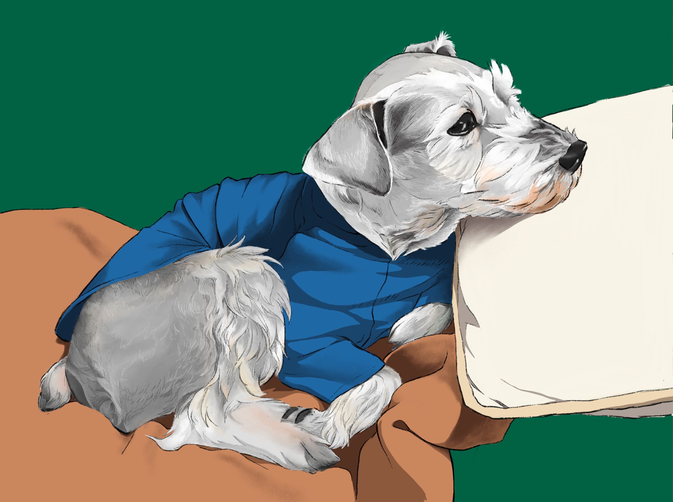 シュナウザーの微睡み-1