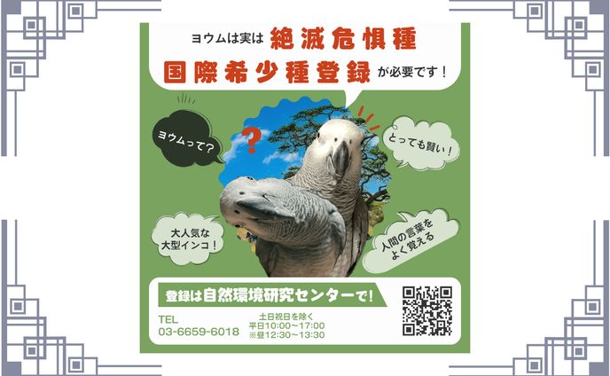【バナー】ヨウム　国際希少種登録