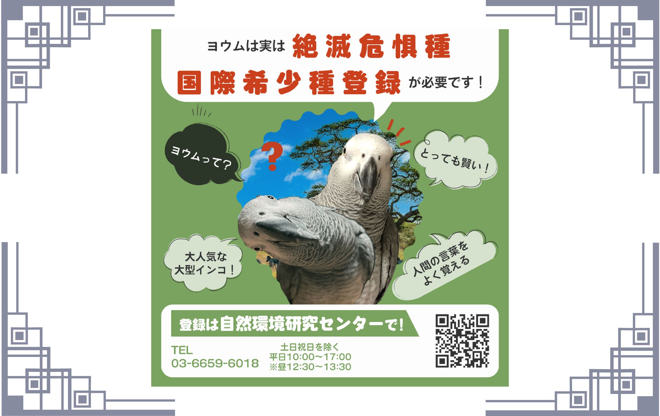 【バナー】ヨウム　国際希少種登録-1
