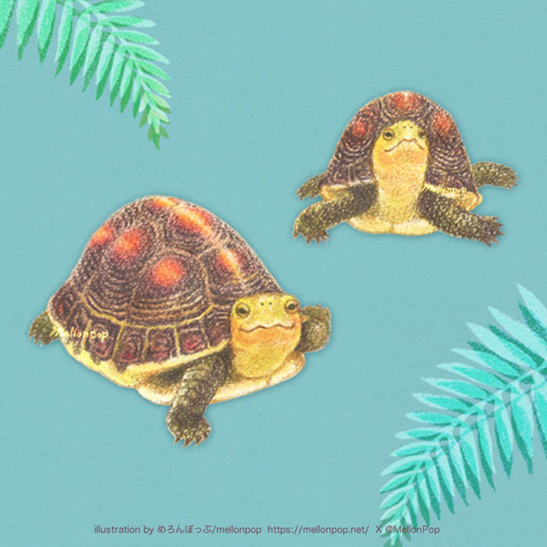 せまる セマルハコガメ -1