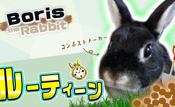 我が家のうさぎのルーティーン動画サムネ