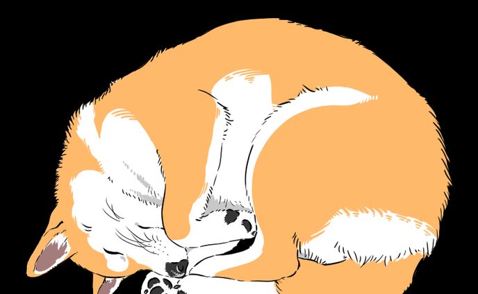 リアル柴犬イラスト