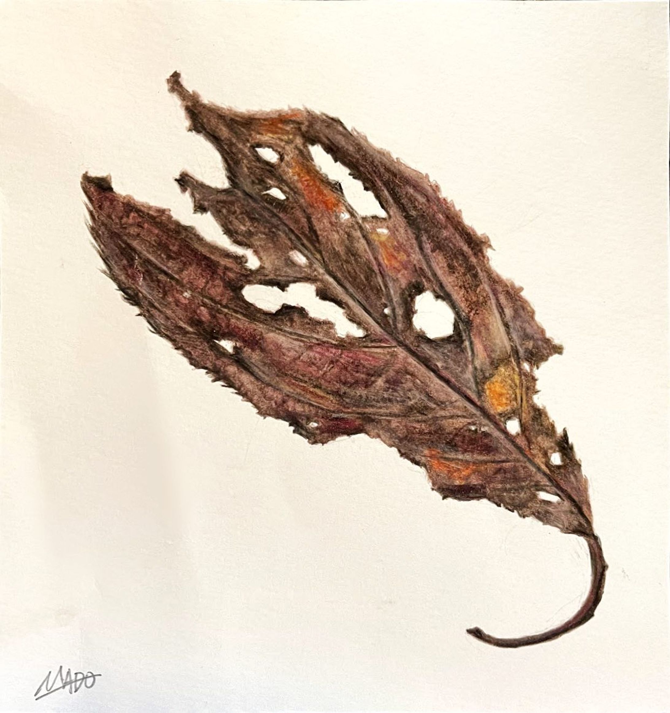 葉っぱ
　／紙・色鉛筆

#枯葉 #枯葉アート #葉っぱアート 

#animalillustration #芸術 #アート #animal #動物 #かわいい #色鉛筆 #colorpencil #picture #cute #animalartist #animaldrawing #realist #イラスト #絵 #illust #illustration #illustrator  #draw #drawing  #art #artwork #artist #sketch  #works #Artsticker #外出自粛-1