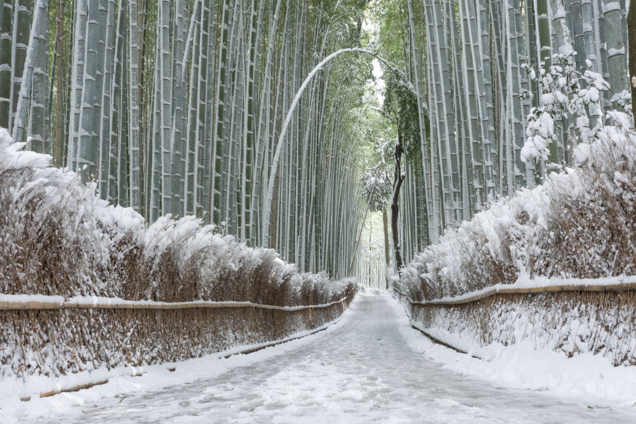 Snow-covered bamboo-1