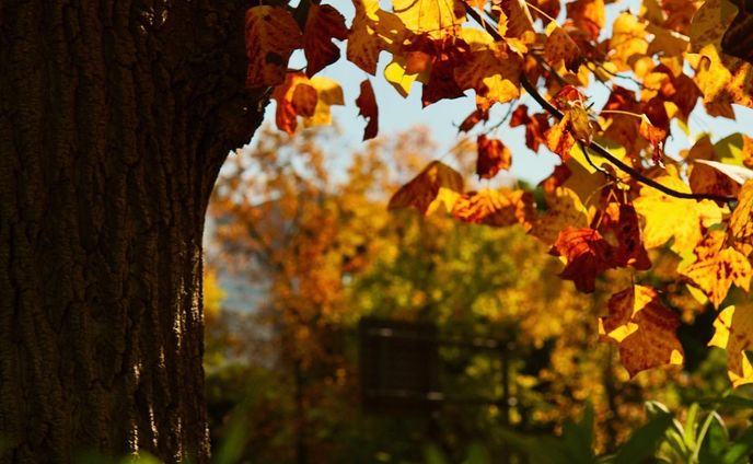 🍂
.
.
.
#photo #artist #photography #phtoshoot #fy #japan #tokyo #tree