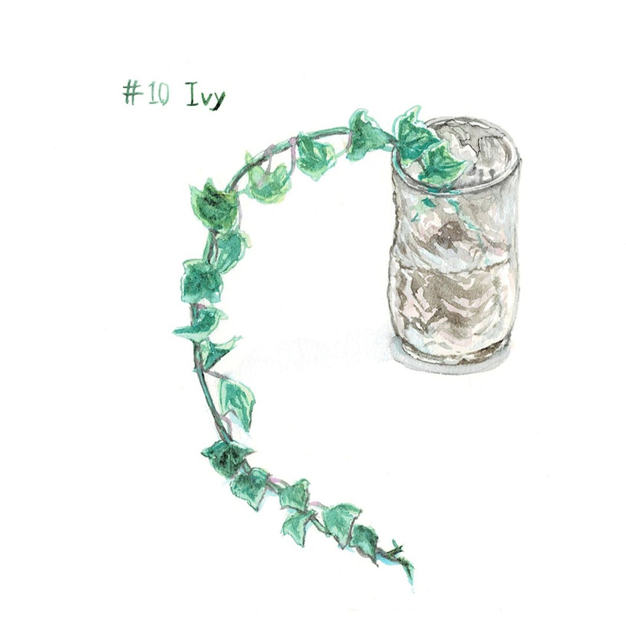#10　ツタ

#はせ子のグリーンスケッチ
#水彩画 #イラストレーション #イラストレーター #植物 #植物のある暮らし-1