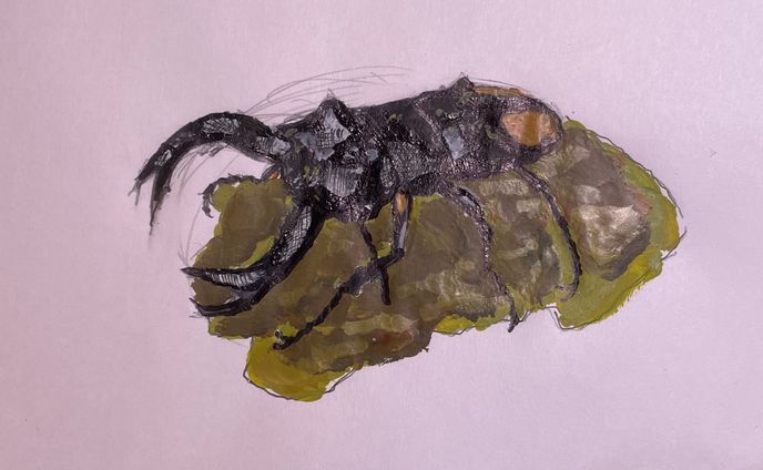Hexarthrius parryi