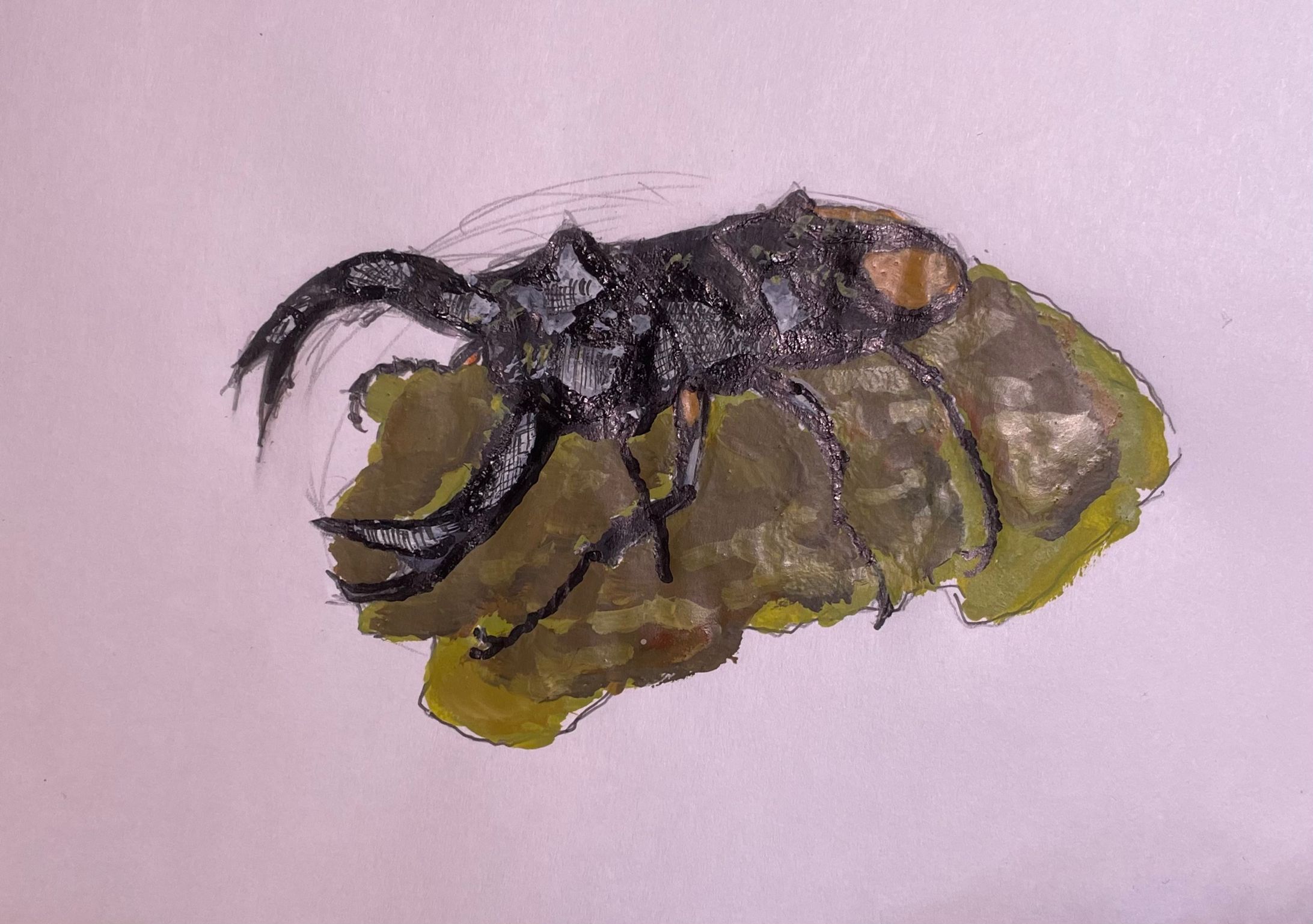 Hexarthrius parryi-1