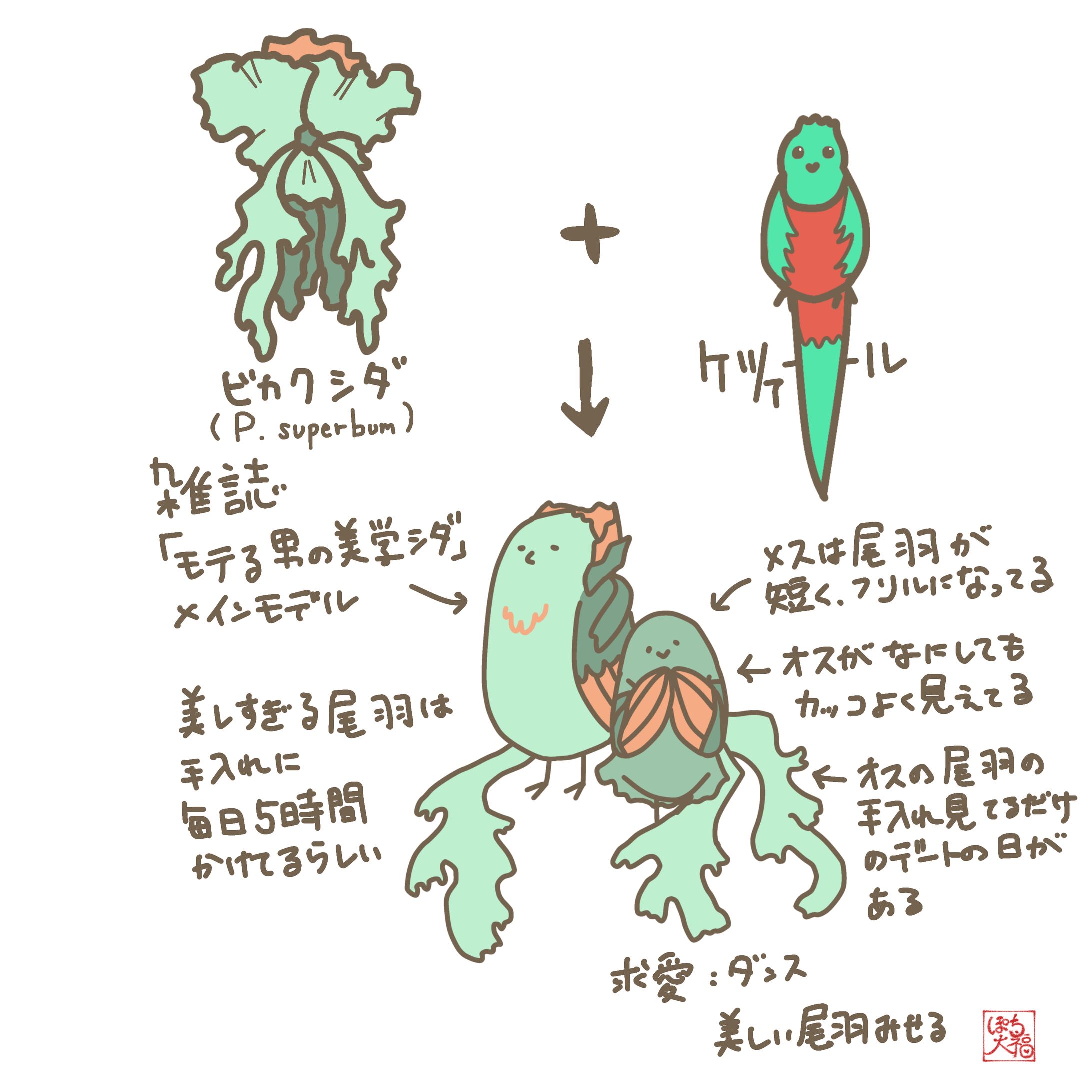 ビカクシダ(p.super bum)×ケツァール-1