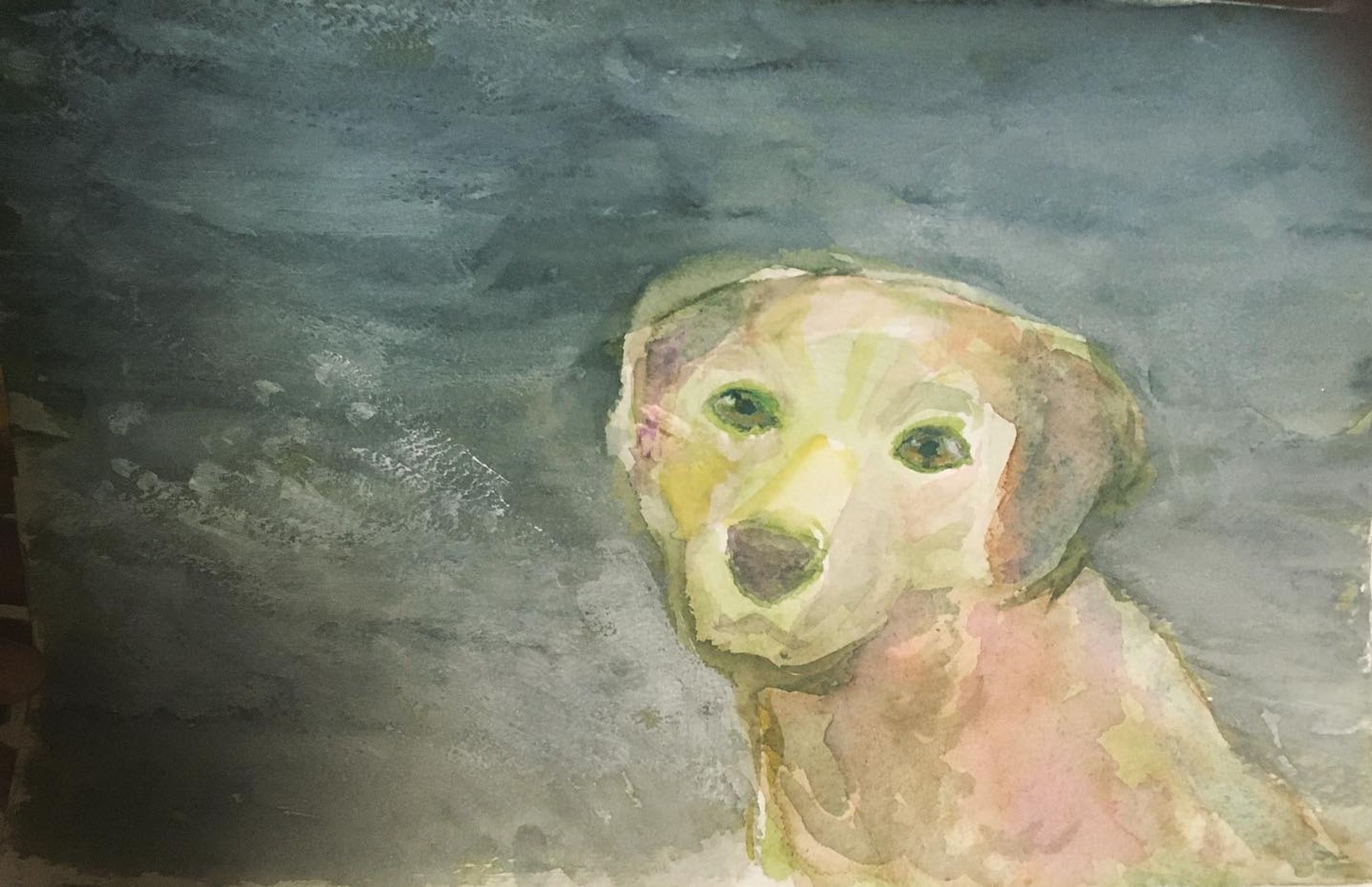 見つめるイッヌ　#犬　#いぬのいる暮らし  #いぬすたぐらむ  #Dog 

#artwork #artist #artsy #artistic #paint #painting #watercolorpainting #colors #color #pencil  #色鉛筆　
#Illustration #illust #watercolor #一个例证  #图片 #イラスト #水彩 #水彩画 #일러스트 #오에카키 #데생-1