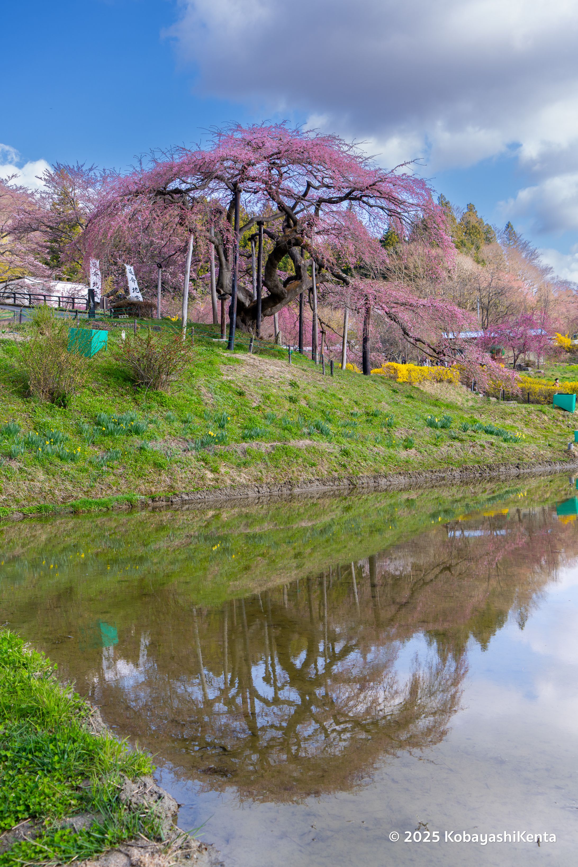 水面桜＠中島の地蔵桜-1