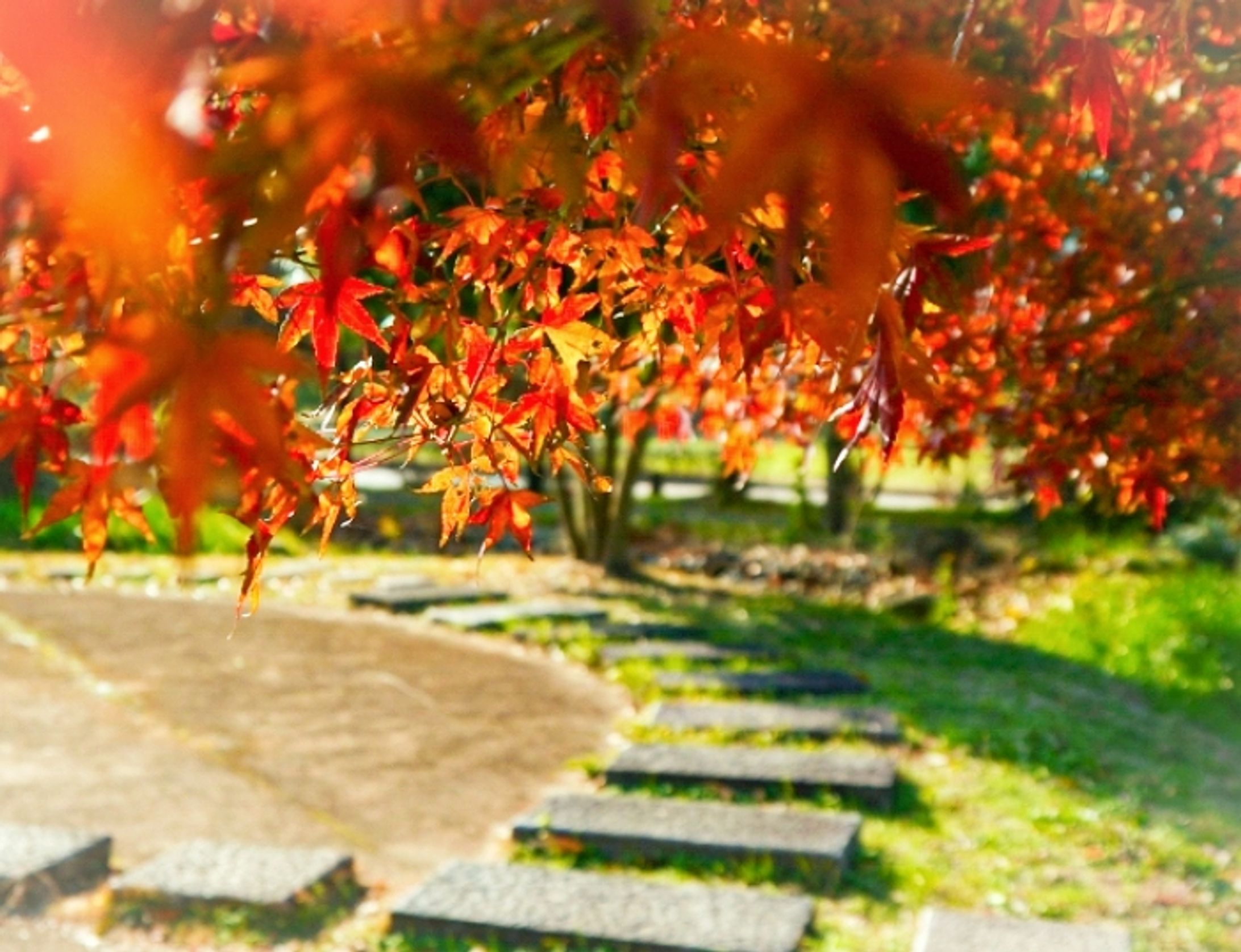 Nature-1
