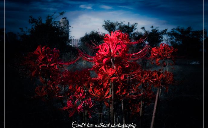 Private works - spider lily