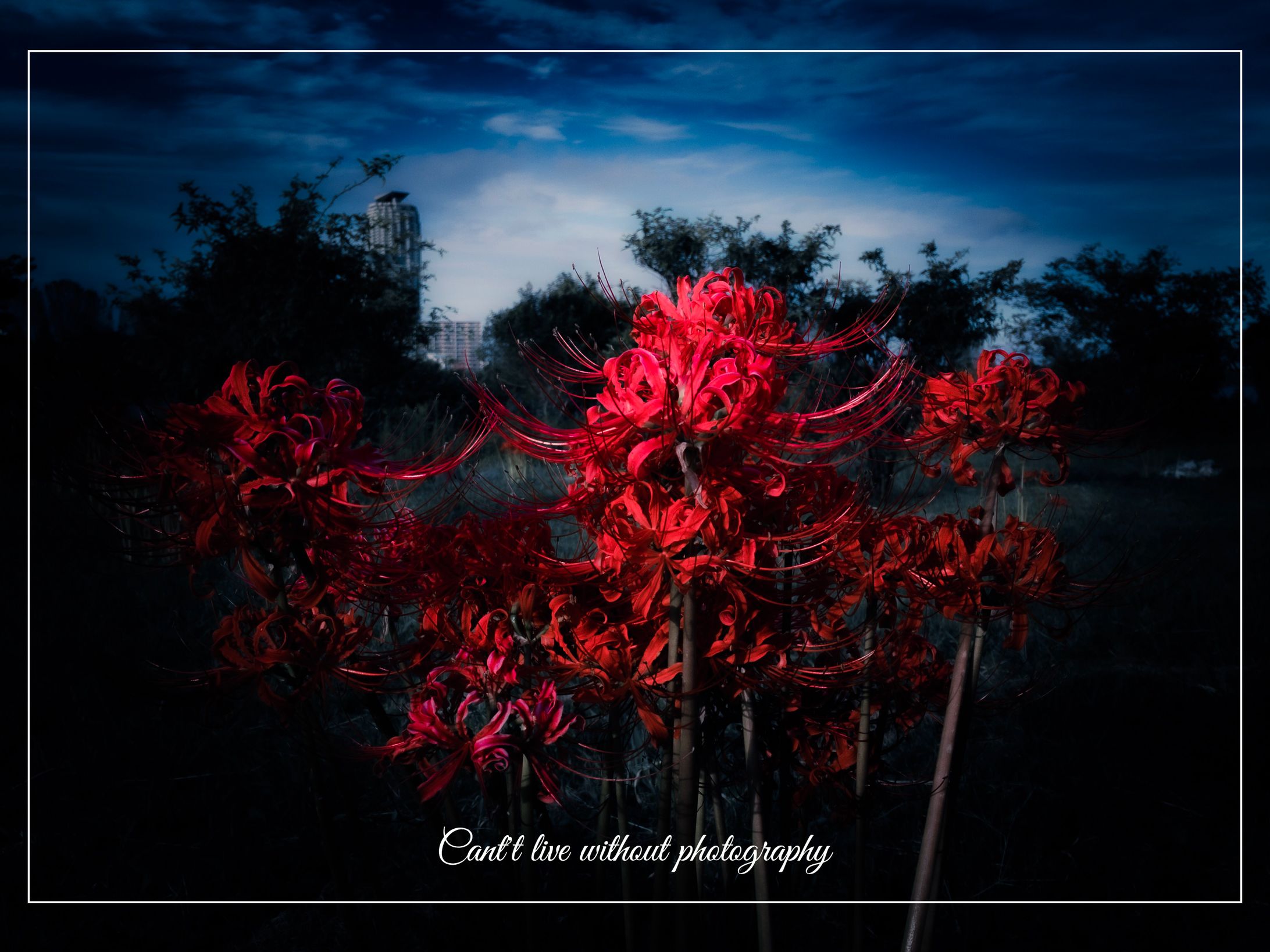Private works - spider lily-1