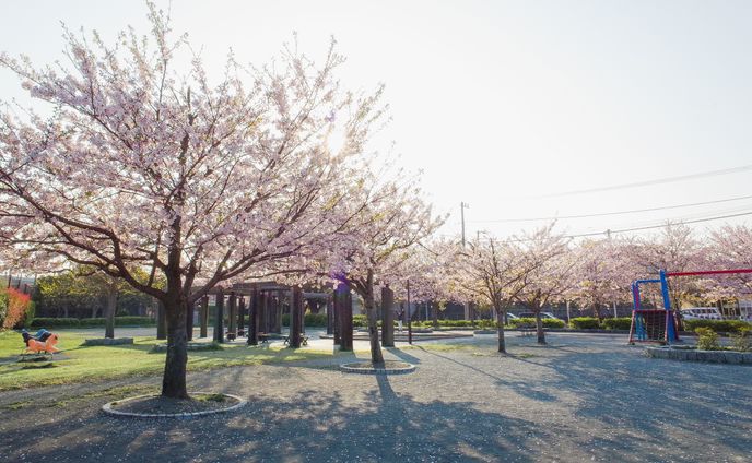 【Instagram投稿】日の出と桜