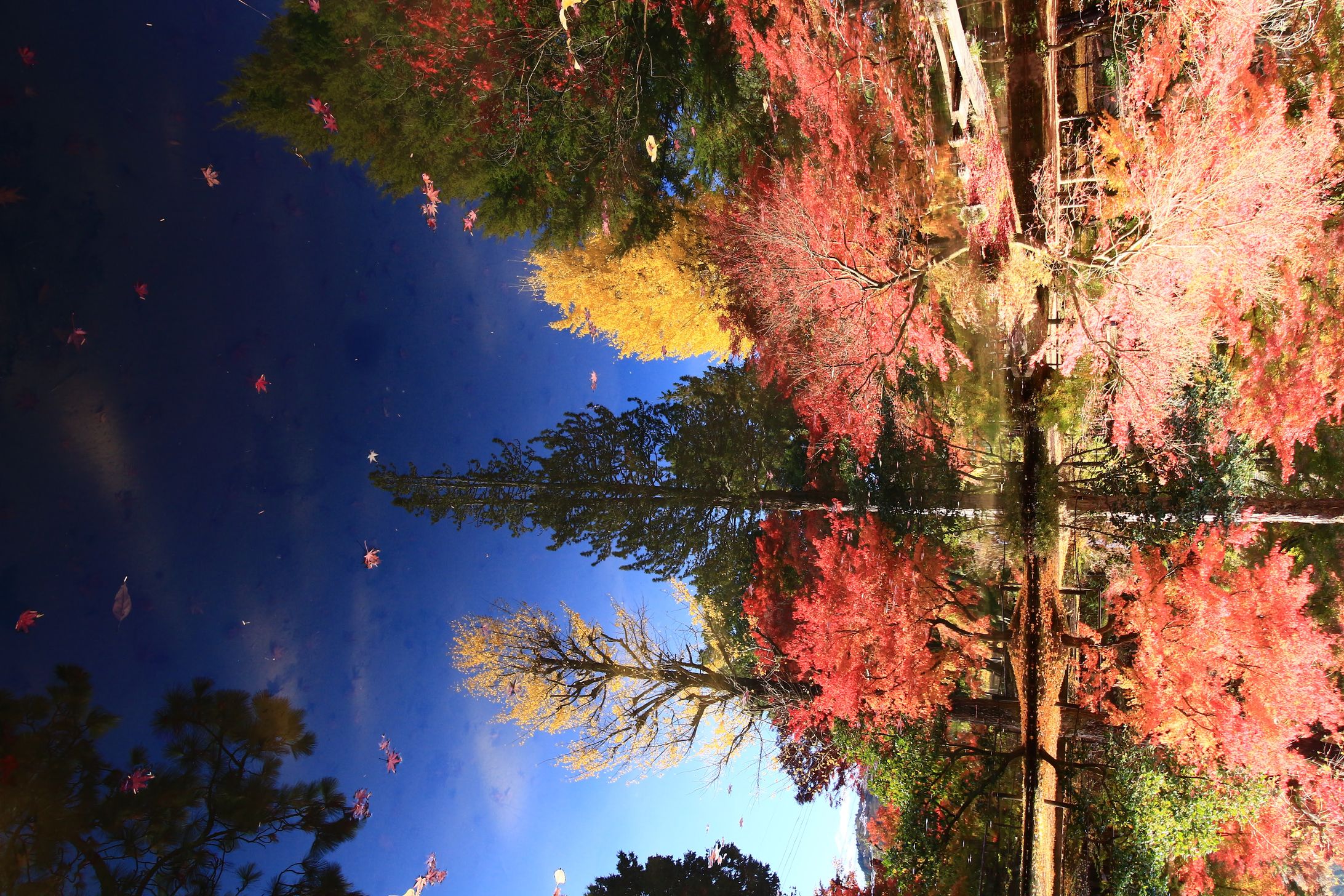 Nature-1