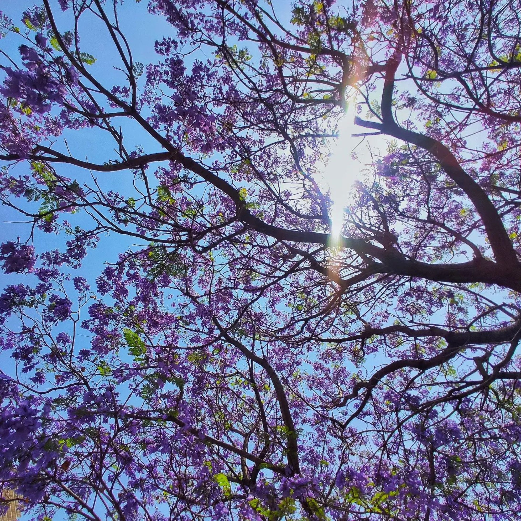 Morao' #photography-1