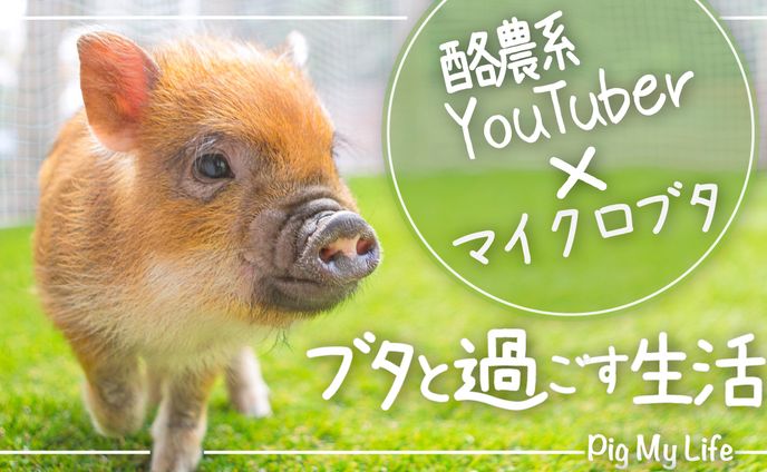 酪農系YouTuber×マイクロブタ
