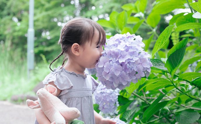 紫陽花