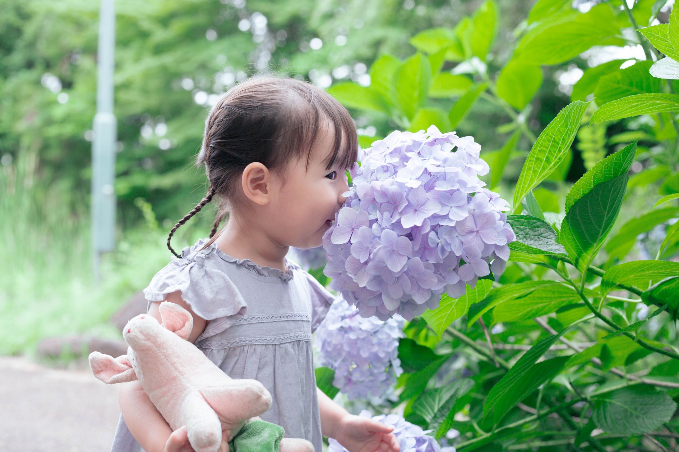 紫陽花-1