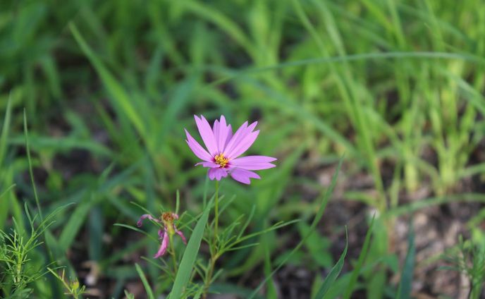 #花
#はな 
#写真 
#しゃしんすきなひとと繋がりたい 
#写真撮ってる人と繋がりたい 
#しゃしん好きな人と繋がりたい