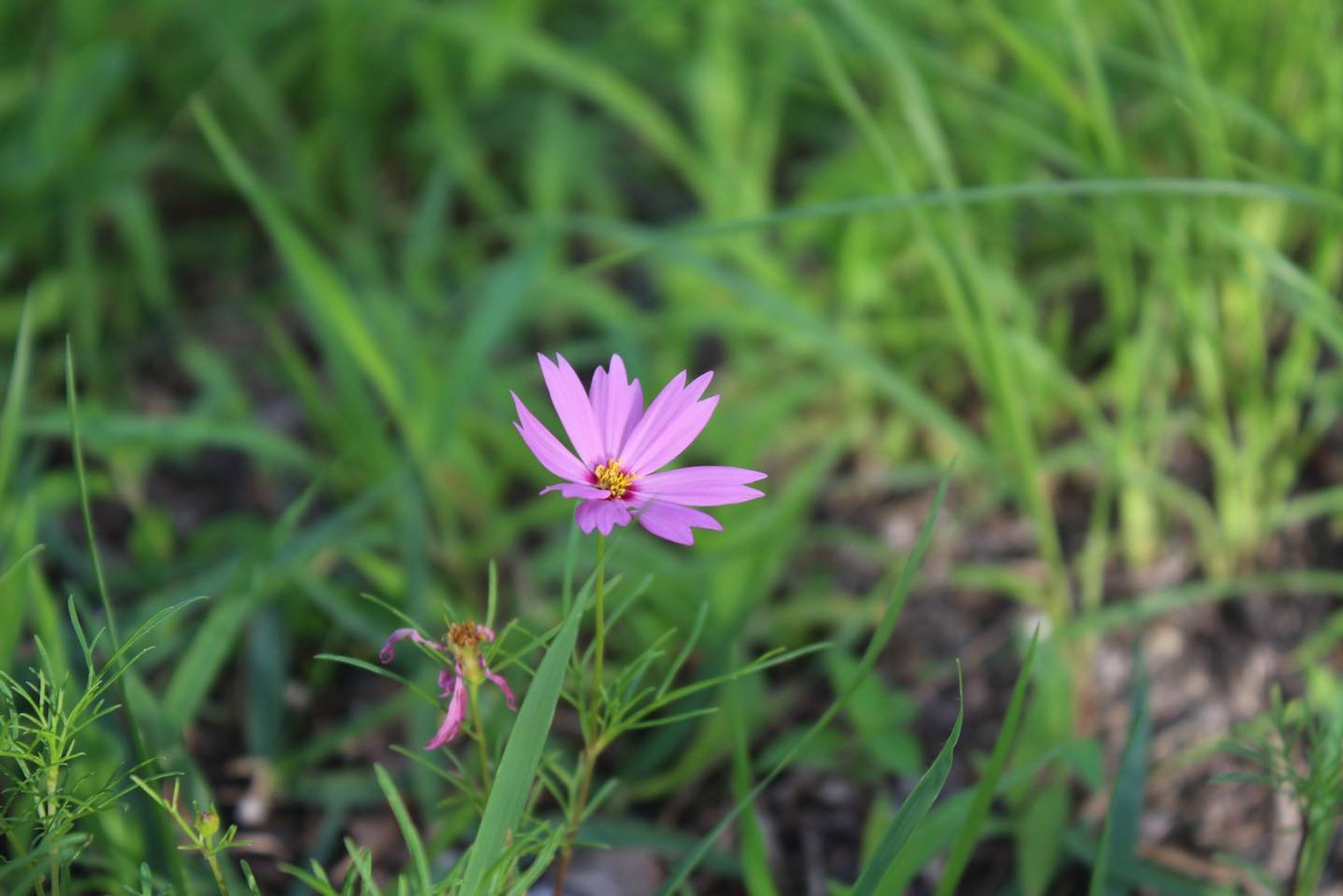 #花
#はな 
#写真 
#しゃしんすきなひとと繋がりたい 
#写真撮ってる人と繋がりたい 
#しゃしん好きな人と繋がりたい-1