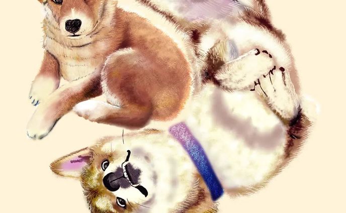 カイ君描き上がりました☺️
お誕生日おめでとうございました。これからもすくすく元気に育ってね、歯ブラシが出来るなんて凄い✨
描かせて下さりありがとうございました！⁡
！⁡
⁡・
#柴犬
#イラスト受付中
#犬のいる暮らし