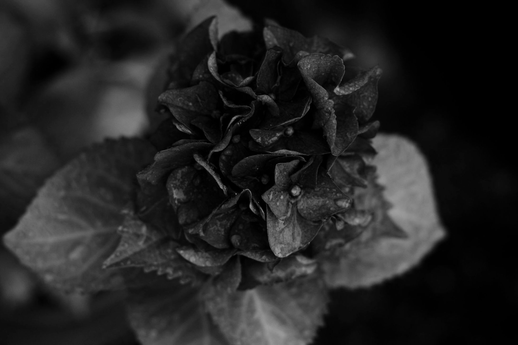 写真集「光彩」-1