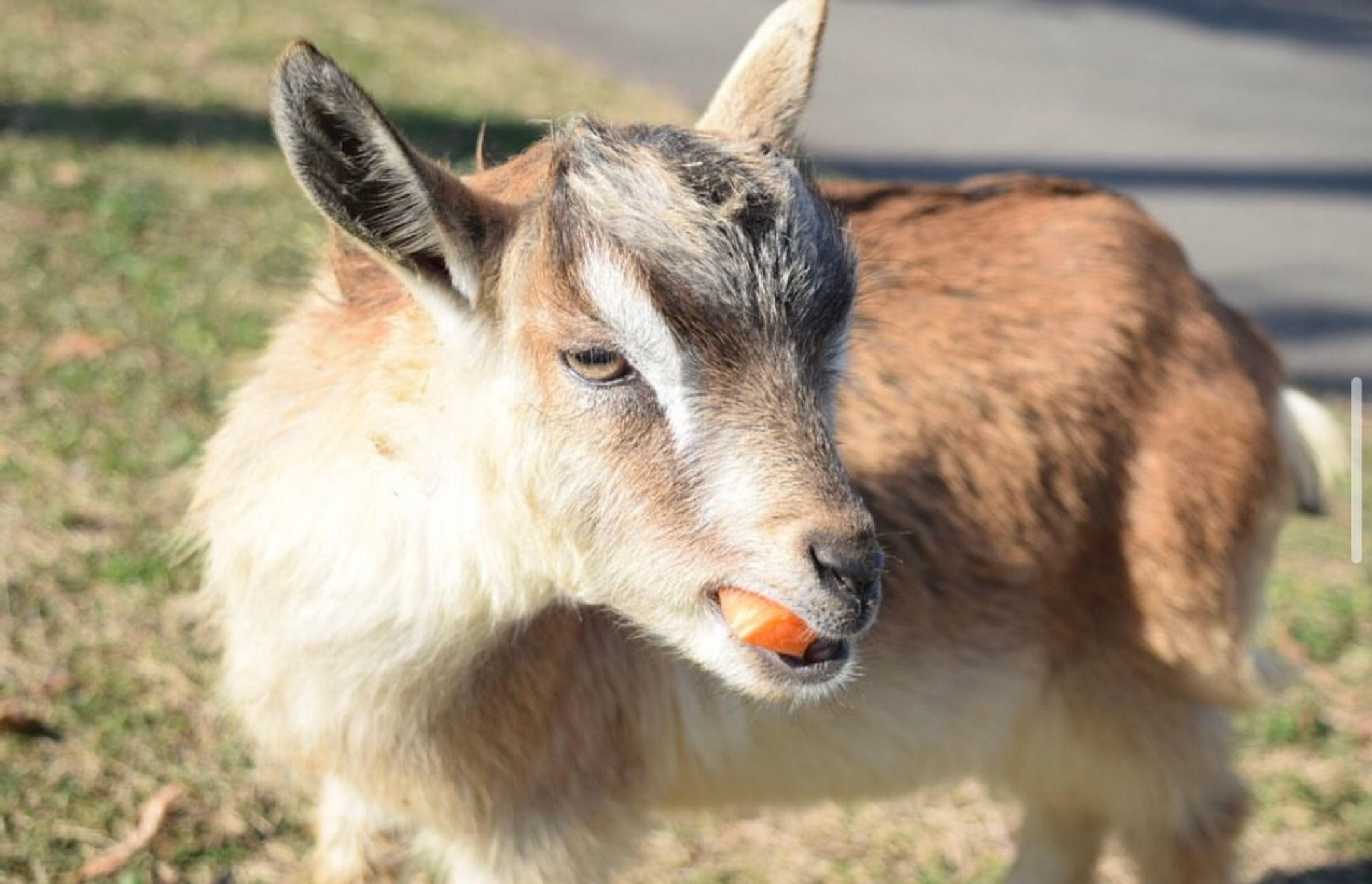 photo/animal-1