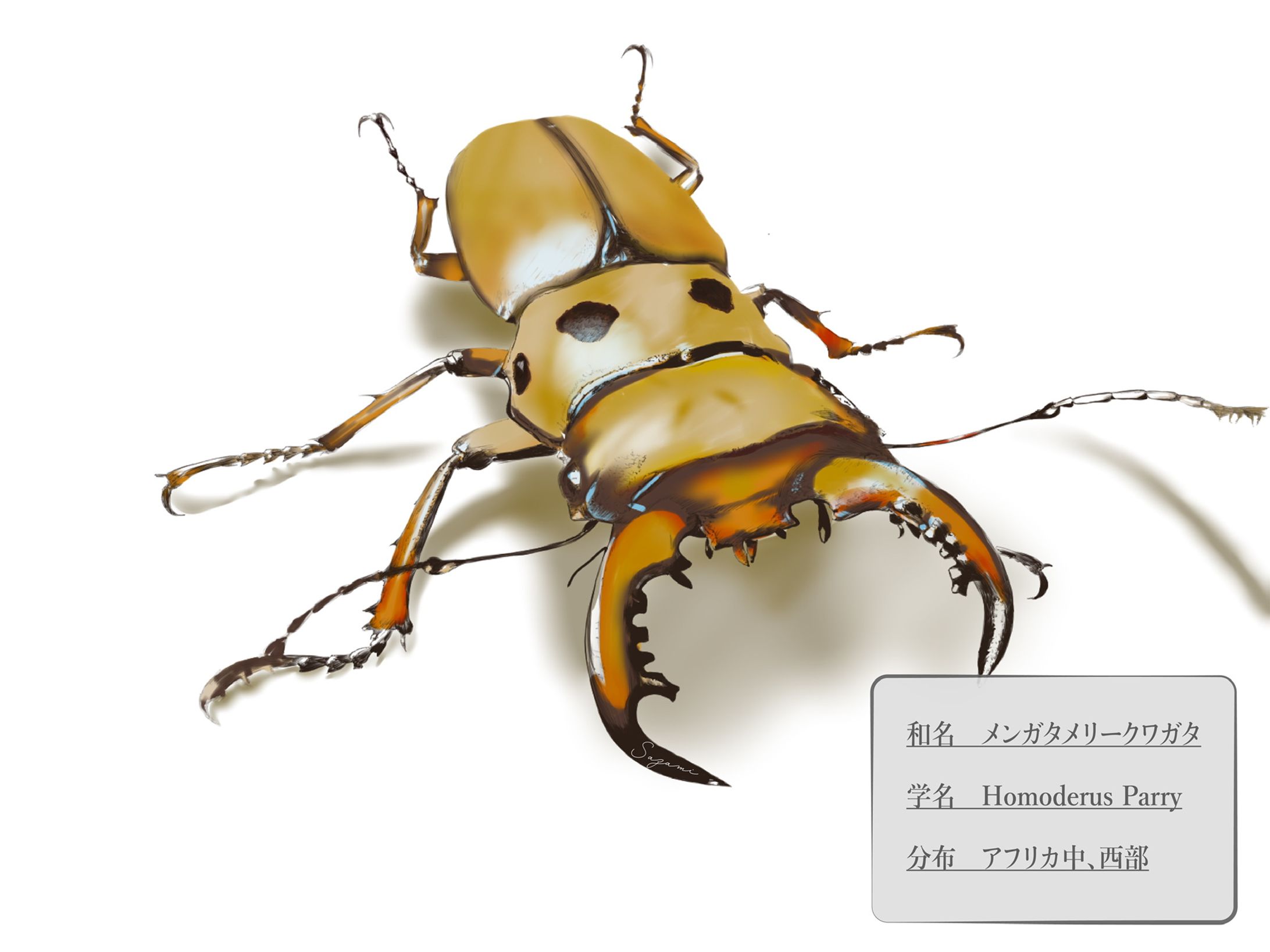 Stag beetle_イラスト一覧-1
