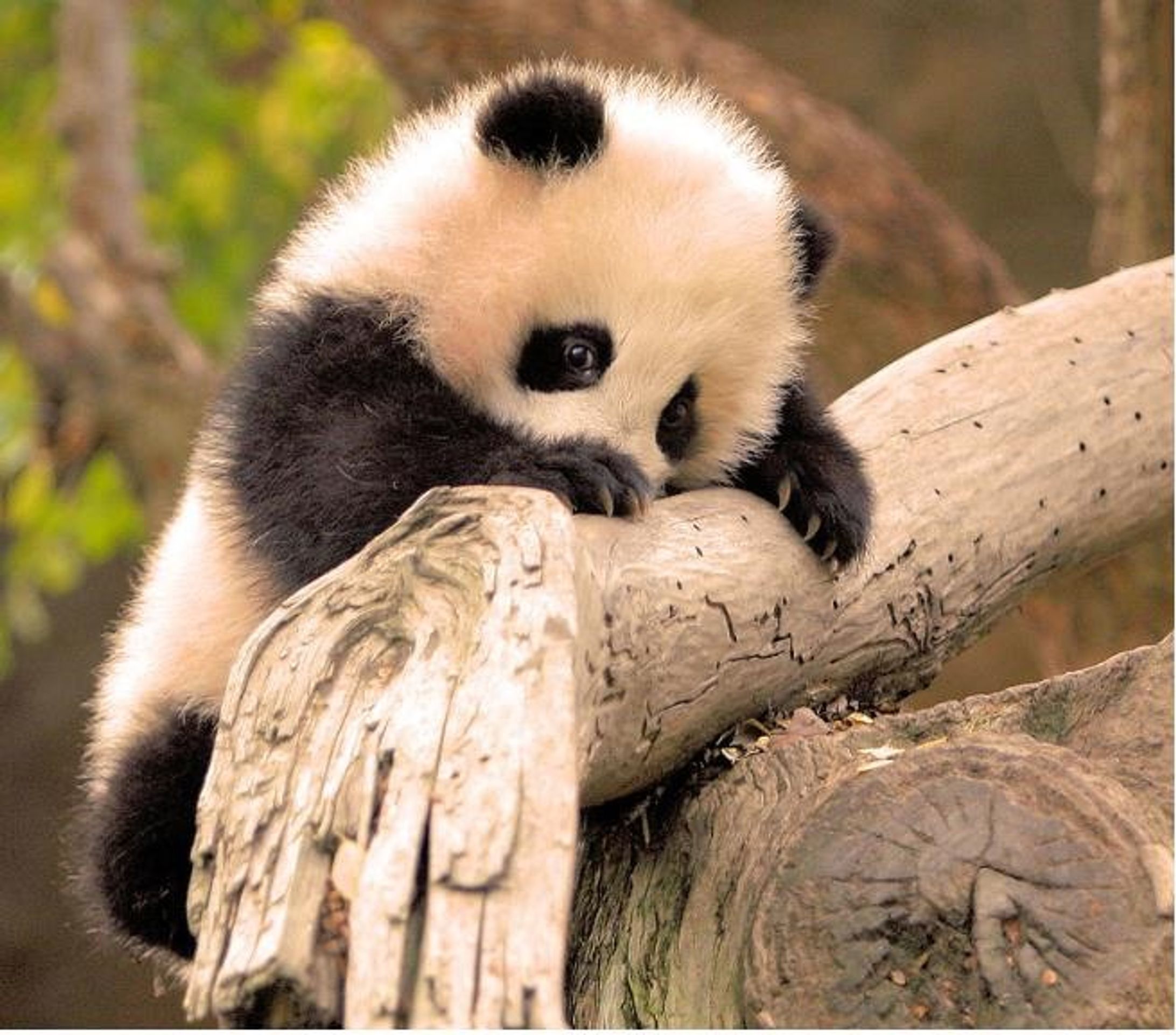 Pk88vn - Nhà Cái Cá Cược Tài Xỉu Sicbo -1